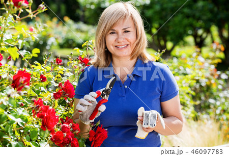 Woman gardening red roses and holding horticultural tools on sunny day Woman gardening red roses and holding horticultural tools on sunny day 46097783
