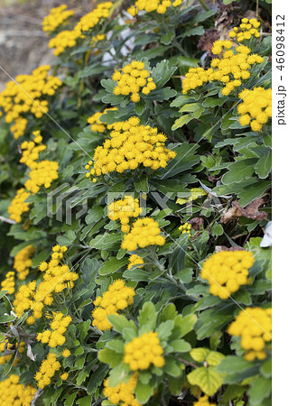 イソギク 46098412