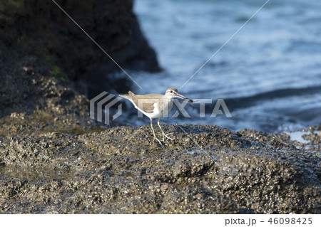 イソシギ 46098425