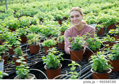 Worker taking care of Melissa plants Worker taking care of Melissa plants 46098586