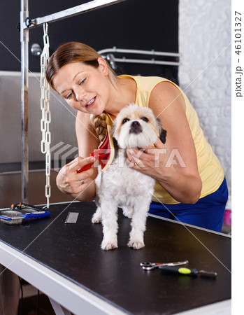 Cute havanese puppy getting treatments by female pet groomer in salon Cute havanese puppy getting treatments by female pet groomer in salon 46101327