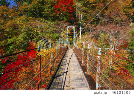 紅葉の奥多摩むかし道 しだくら橋 紅葉の奥多摩むかし道 しだくら橋 46101509