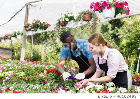 Workers checking flowers in glasshouse 46102495