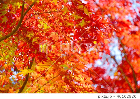 京都の寺院　酬恩庵一休寺の紅葉 46102920