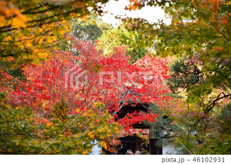 京都の寺院　酬恩庵一休寺の紅葉 46102931