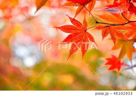 京都の寺院 酬恩庵一休寺の紅葉 京都の寺院 酬恩庵一休寺の紅葉 46102933