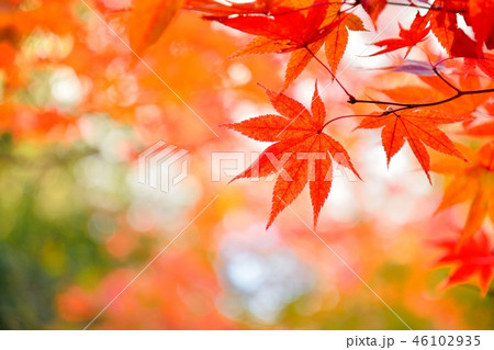 京都の寺院 酬恩庵一休寺の紅葉 京都の寺院 酬恩庵一休寺の紅葉 46102935
