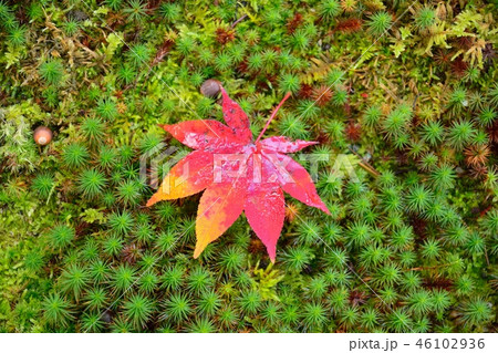 京都の寺院　酬恩庵一休寺の紅葉 46102936