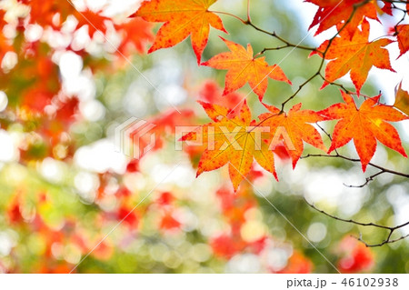 京都の寺院　酬恩庵一休寺の紅葉 46102938