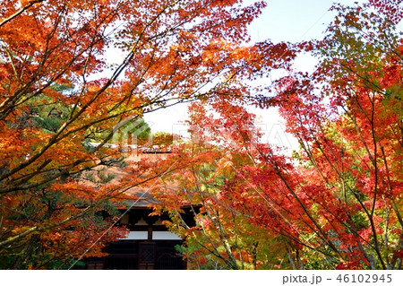 京都の寺院　酬恩庵一休寺の紅葉 46102945