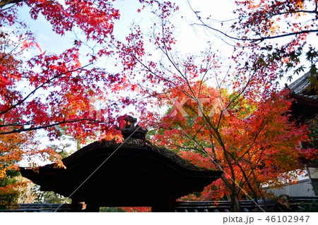 京都の寺院　酬恩庵一休寺の紅葉 46102947