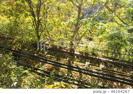 紅葉のむかし道　廃線跡 46104267