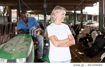 Woman farmer on dairy farm Woman farmer on dairy farm 46104680