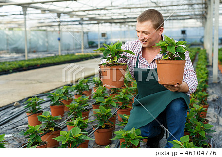 Worker caring for growing seedlings Worker caring for growing seedlings 46104776