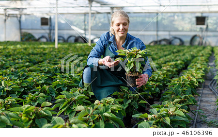 Gardener working with Poinsettia Gardener working with Poinsettia 46106396