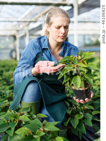 Woman working with poinsettia pulcherrima seedlings in pots in hothouse Woman working with poinsettia pulcherrima seedlings in pots in hothouse 46106820