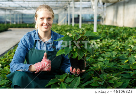 Woman working with poinsettia Woman working with poinsettia 46106823