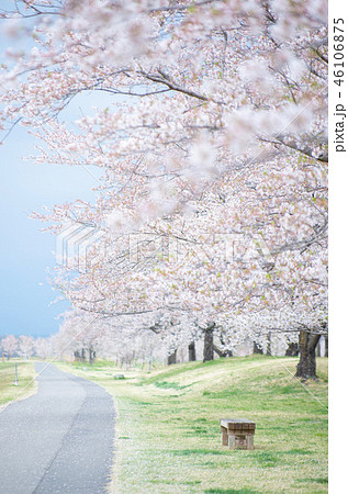 桜並木 46106875