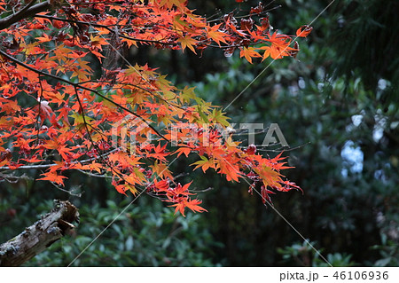宮島、紅葉谷の紅葉 宮島、紅葉谷の紅葉 46106936