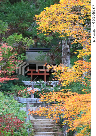宮島、紅葉谷の紅葉 46106937
