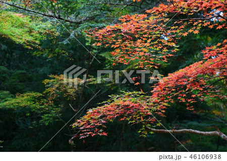 宮島、紅葉谷の紅葉 46106938