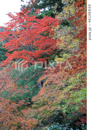 宮島、紅葉谷の紅葉 宮島、紅葉谷の紅葉 46106939