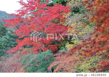 宮島、紅葉谷の紅葉 46106940
