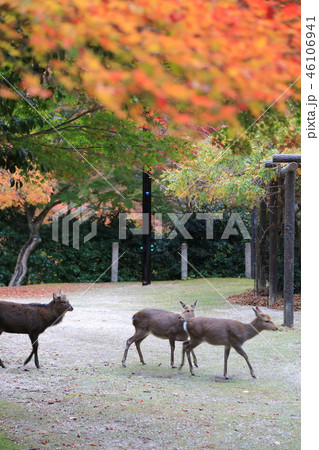 宮島、紅葉谷の紅葉と鹿 46106941