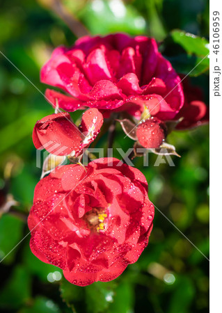 Rose flower on a green blur background. 46106959
