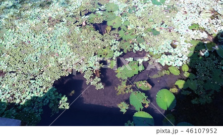 湿生植物 水やり 水面 46107952