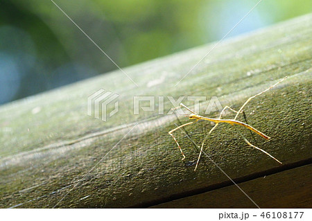 ナナフシ（ナナフシモドキ）の幼虫 46108177