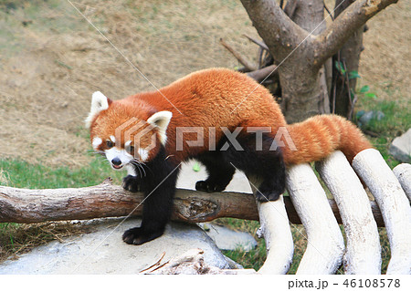 a red panada at the zoo of day time 46108578