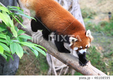 a red panada at the zoo of day time a red panada at the zoo of day time 46108595