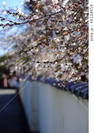 千手院の桜　春と秋の２回咲くシキザクラ 46108659