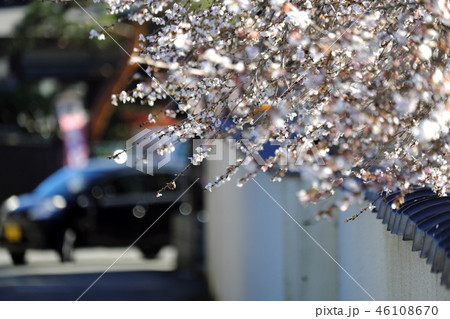 千手院の桜 春と秋の2回咲くシキザクラ 千手院の桜 春と秋の2回咲くシキザクラ 46108670