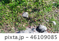 46109085