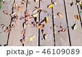 落ち葉 落葉 おちば 46109089