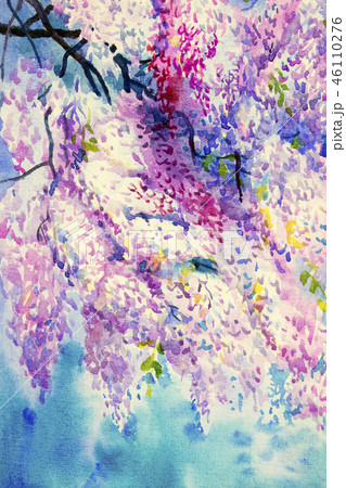 Abstract Violet color of Wisteria flowers. Abstract Violet color of Wisteria flowers. 46110276