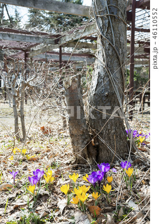 クロッカス　百合が原公園 46110552