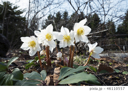 ヘレボルス 百合が原公園 ヘレボルス 百合が原公園 46110557