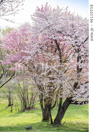 真駒内公園 札幌市 真駒内公園 札幌市 46110558