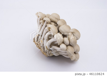 しめじ 46110624
