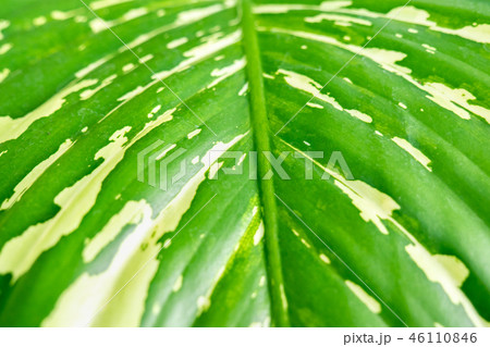Soft focus, Close up of Leaf texture background 46110846