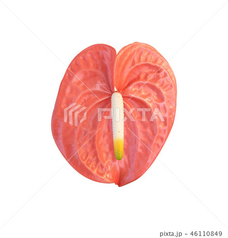 Pigtail Anthurium, Flamingo flower isolated 46110849