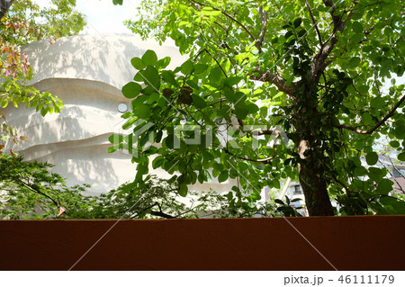 カフェの木漏れ日 46111179