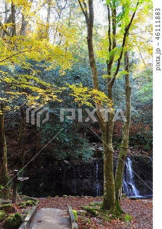 箱根小涌谷　千条（ちすじ）の滝付近黄葉と分岐道しるべ 46111883