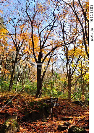 箱根　千条（ちすじ）の滝ハイキングコース分岐（浅間山　鷹巣山） 46111885