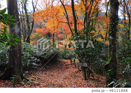 箱根 紅葉に覆われた鷹巣山ハイキング道(千条の滝~鷹巣山) 箱根 紅葉に覆われた鷹巣山ハイキング道(千条の滝~鷹巣山) 46111888