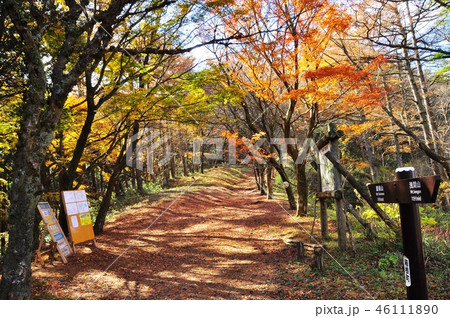 箱根 鷹巣山と浅間山の分岐付近の鷹巣山登山道と紅葉 箱根 鷹巣山と浅間山の分岐付近の鷹巣山登山道と紅葉 46111890