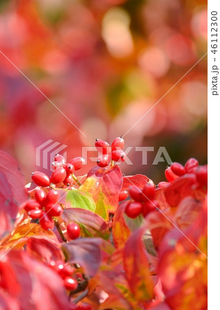 真っ赤に紅葉したハナミズキの実 真っ赤に紅葉したハナミズキの実 46112300